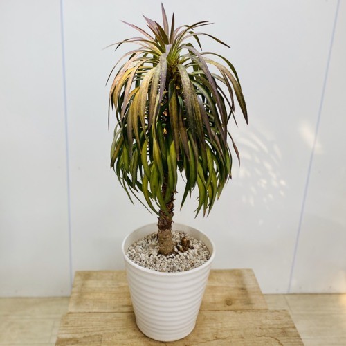 訳あり 観葉植物：ユッカ アロイフォリア 陶器鉢*現品 : 遊恵盆栽
