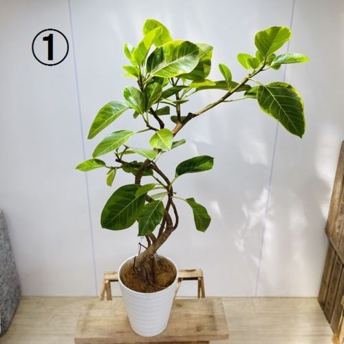 全品送料無料 おしゃれ 観葉植物 フィカス アルテシーマ セラアート 大型ヤマト便配送 現品 ココヤシ 選べる現品 インテリアグリーン 絶妙 R4urealtygroup Com