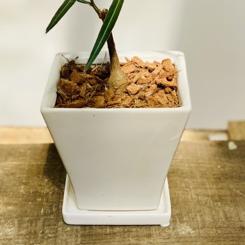 希少品種 観葉植物：ブラキキトン ボトルツリー 鉢植え*受皿付 バーク