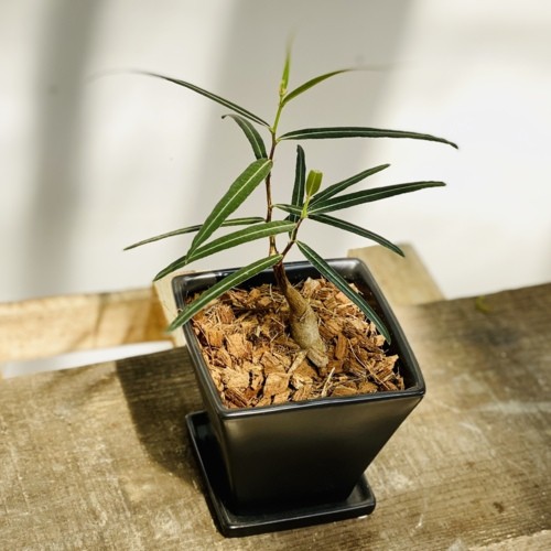 観葉植物 ブラキキトン 155cm 希少品種 観葉植物：ブラキキトン ボトルツリー 鉢植え*受皿付 バーク