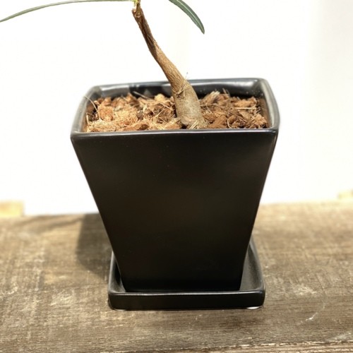 希少品種 観葉植物：ブラキキトン ボトルツリー 鉢植え*受皿付 バーク