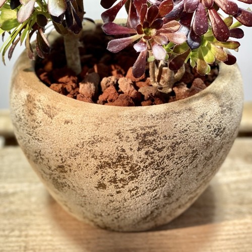 おしゃれ 観葉植物：アエオニウム 黒法師寄せ植え* : 遊恵盆栽 Yahoo
