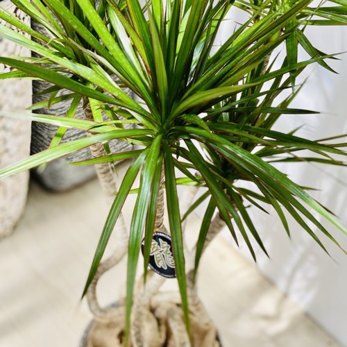 現品　ドラセナ　コンシンネ　マジェンタ　12番　観葉植物　ドラセナコンシンネ 取扱商品：ドラセナ マジェンタ - 観葉植物・インテリアグリーン専門