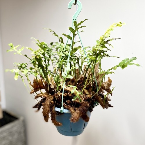 観葉植物：ドリナリア ボニー*吊り鉢 : 遊恵盆栽 Yahoo!店 - 通販