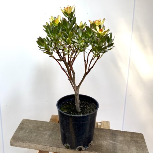 おしゃれ 希少品種 観葉植物：リューカデンドロン サマーサン* 7号