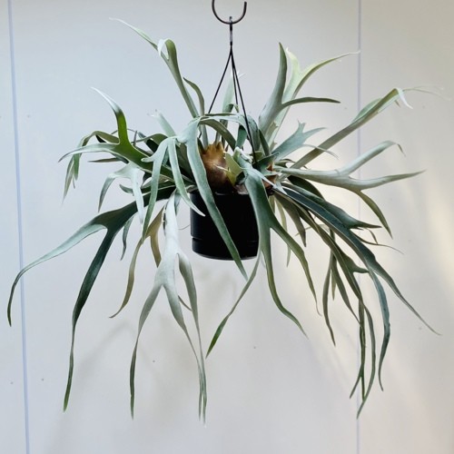 特大 ビカクシダ ベイチー ビーチー 8号 吊り鉢 楽天市場】おしゃれ 観葉植物：ビカクシダ コウモリラン