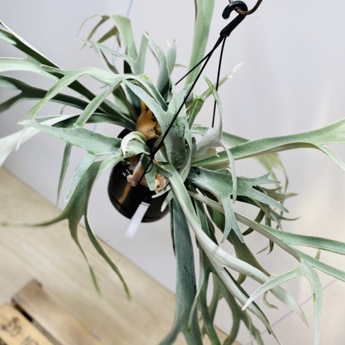 観葉植物：ビカクシダ コウモリラン ビーチー*吊り鉢 : 遊恵盆栽