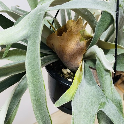 観葉植物：ビカクシダ コウモリラン ビーチー*吊り鉢 : 遊恵盆栽 Yahoo