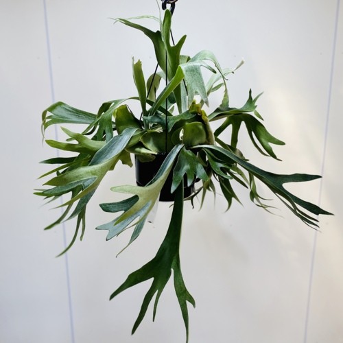専用　同梱　ビカクシダ コウモリラン ネザーランド　吊り鉢 観葉植物：ビカクシダ コウモリラン ネザーランド*6号 吊り鉢
