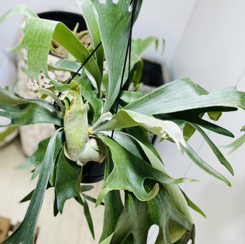 観葉植物：ビカクシダ コウモリラン ネザーランド*6号 吊り鉢