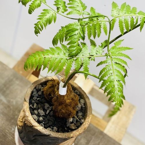 観葉植物：ゴールデンモンキー タカワラビ*金毛狗 鉢植え 受皿付 富士