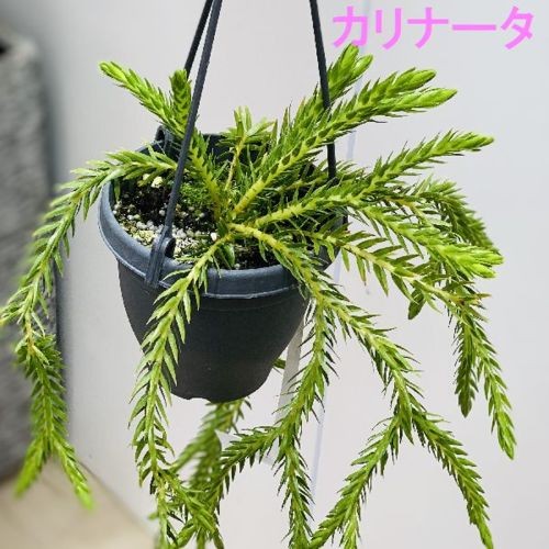 観葉植物:選べるフペルジア*カリナータ スクアローサ ゴエベリー 各種 