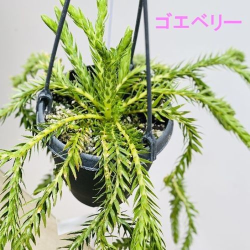 観葉植物:選べるフペルジア*カリナータ スクアローサ ゴエベリー 各種