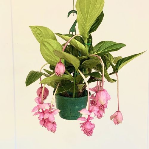 観葉植物：メディニラマグニフィカ *吊り鉢 : 遊恵盆栽 Yahoo!店