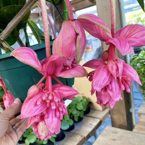 観葉植物：メディニラマグニフィカ *吊り鉢 : 遊恵盆栽 Yahoo!店