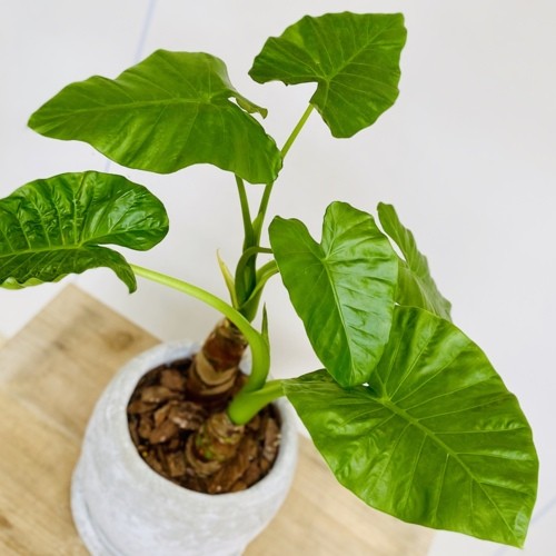 観葉植物：クワズイモ2本寄せ*鉢植え 受皿付 バークチップ : 遊恵盆栽