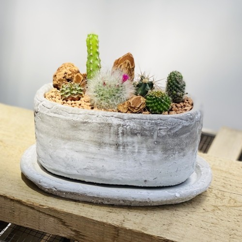 観葉植物：サボテン寄せ植え*受皿付 セメント鉢 バークチップ : 遊恵