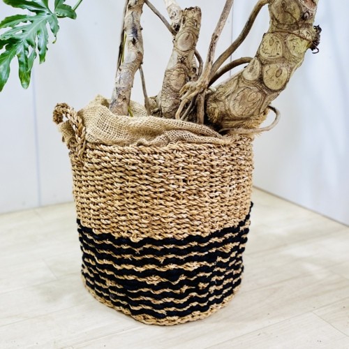観葉植物：フィロデンドロン セローム ホープ バスケット付き*麻布