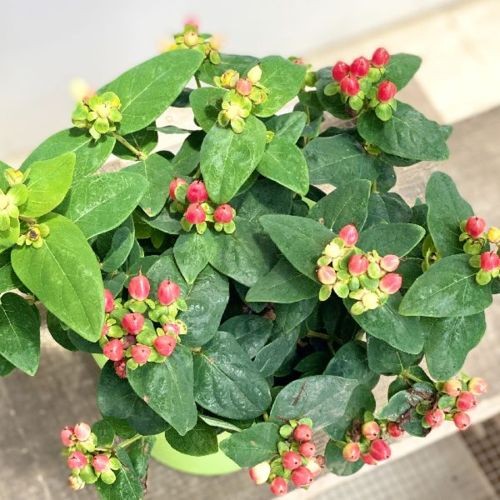 鉢花 花木：ヒペリカム* : 遊恵盆栽 Yahoo!店 - 通販 - Yahoo