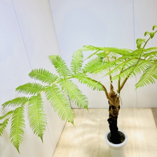 観葉植物：ヒカゲヘゴ ヘゴシダ*2番現品 大型佐川便配送 : f5539v : 遊恵盆栽 Yahoo!店 - 通販 - Yahoo!ショッピング