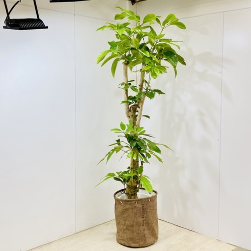 観葉植物：バッサイア *鉢カバー 1番現品 大型佐川急便 : 遊恵盆栽