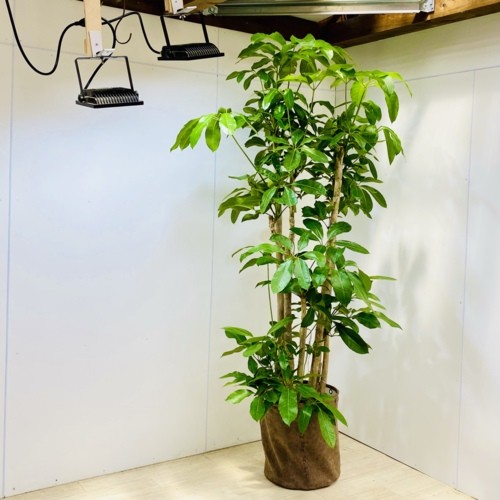 観葉植物：バッサイア　*鉢カバー　2番現品　大型佐川急便