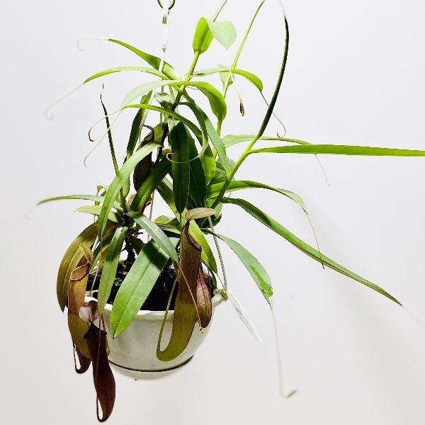 ネペンテス レベッカ 釣り鉢ごと発送 楽天市場】観葉植物/ネペンテス：レベッカ5号吊り鉢入り : 園芸ネット