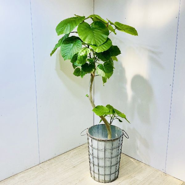 値引 観葉植物 ウンベラータ 鉢カバー付き 麻布 大型佐川急便 超歓迎