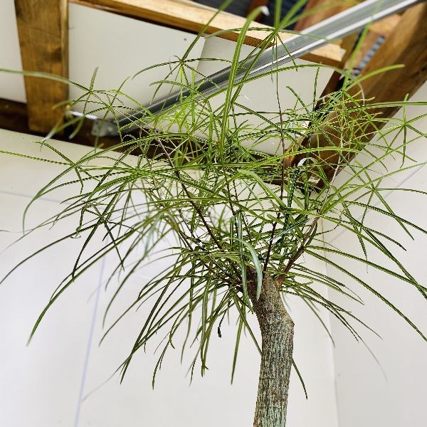 おしゃれ 観葉植物：ブラキキトン ボトルツリー バスケット鉢カバー