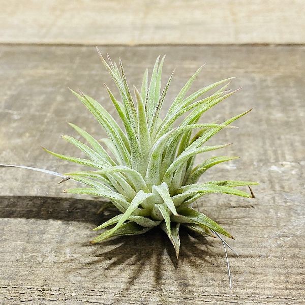 おしゃれ 観葉植物 エアープランツ：チランジア イオナンタ ルブラS* :f5631v:遊恵盆栽 Yahoo!店 - 通販 - Yahoo!ショッピング