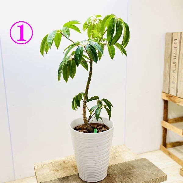 おしゃれ 観葉植物：ツピタンサス シェフレラ ピュックレリ*陶器鉢