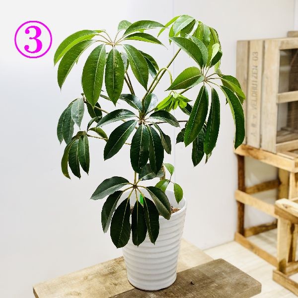 現品　シェフレラ　ツピタンサス　33番　観葉植物　インテリアグリーン　室内　人気 おしゃれ 観葉植物：ツピタンサス シェフレラ ピュックレリ*陶器鉢