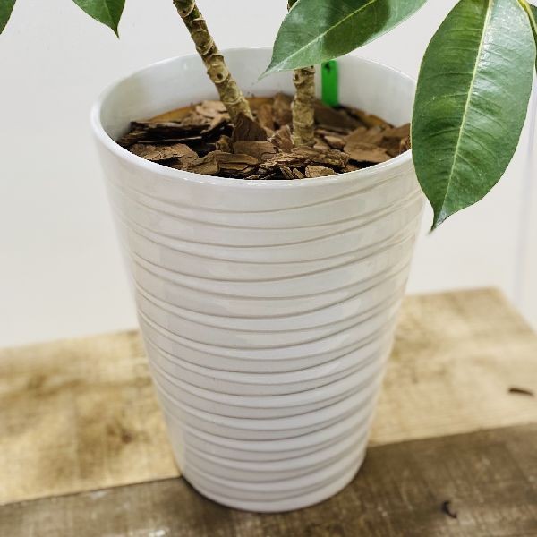 おしゃれ 観葉植物：ツピタンサス シェフレラ ピュックレリ*陶器鉢