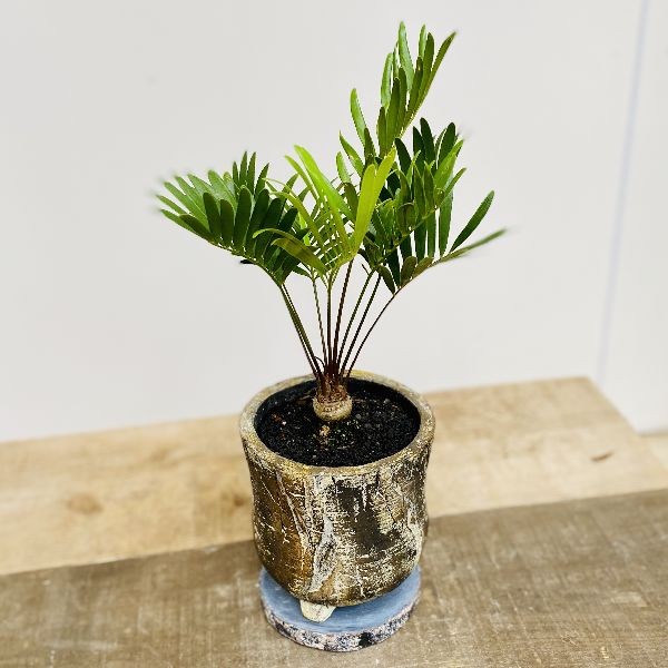 おしゃれ 観葉植物：ソテツ フロリダーナ ザミア 鉢植え*受皿付 富士砂