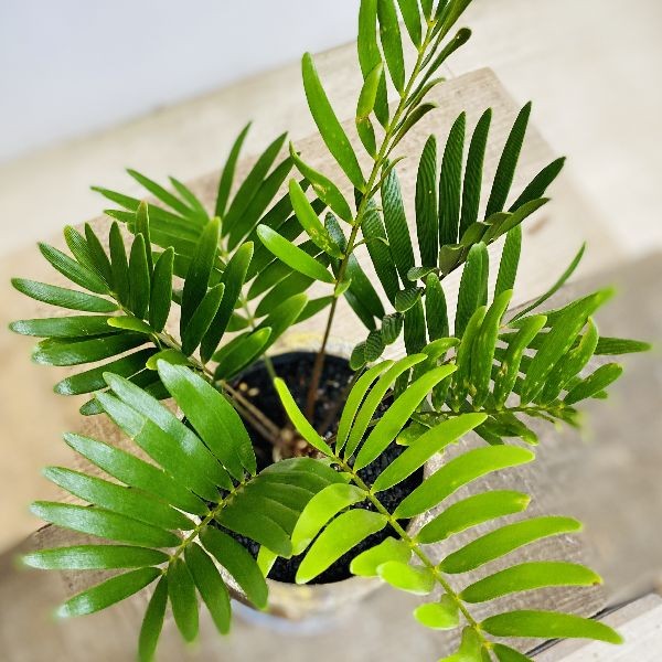ソテツ祭 ザミア1  7寸 直接取り引き 配達可   尼崎 おしゃれ 観葉植物：ソテツ フロリダーナ ザミア 鉢植え*受皿付 富士砂