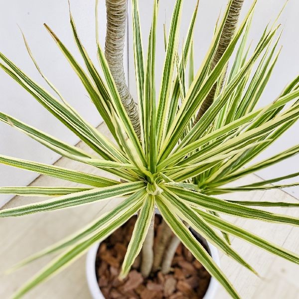 おしゃれ 観葉植物 ドラセナ・コンシンネ ホワイボリー*陶器鉢