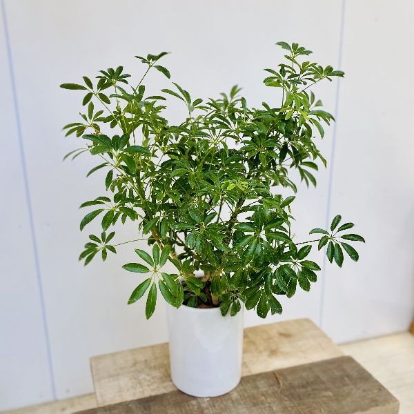 観葉植物 シェフレラ コンパクタ 陶器鉢　植え替え済み 観葉植物 シェフレラ コンパクタ 陶器鉢 植え替え済み