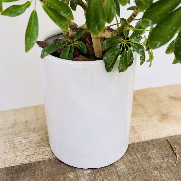 おしゃれ 観葉植物：シェフレラ コンパクタクイーン*陶器鉢