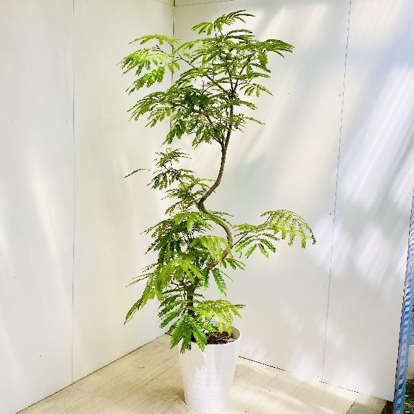 おしゃれ 観葉植物:ネムノキ エバーフレッシュ*セラアート 大型佐川急便 現品2番 :f5672v:遊恵盆栽 Yahoo!店 - 通販 - Yahoo!ショッピング おしゃれ 観葉植物:ネムノキ エバーフレッシュ*セラアート 大型佐川急便 現品2番 :f5672v:遊恵盆栽 Yahoo!店 - 通販 - Yahoo!ショッピング