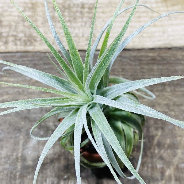 おしゃれ 観葉植物 エアープランツ：チランジア チャペウエンシス*素焼