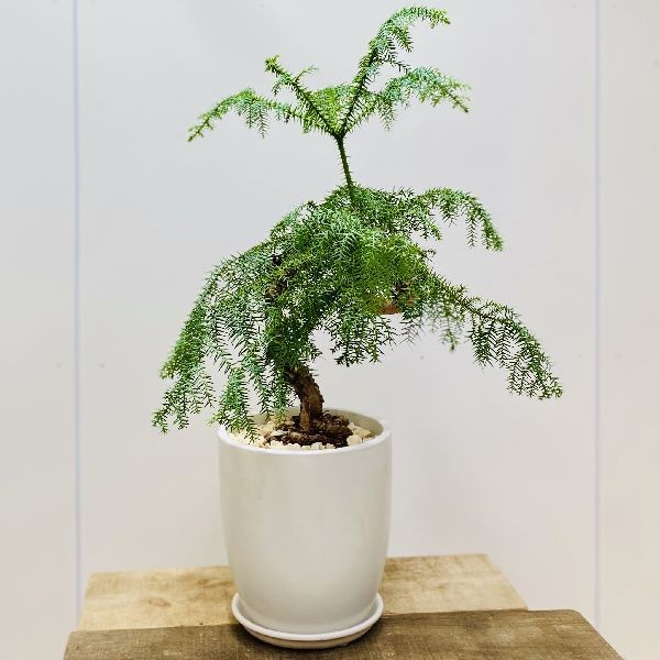 観葉植物 鉢花 苗：ナンヨウスギ*アロカリア 陶器鉢 受皿付 現品