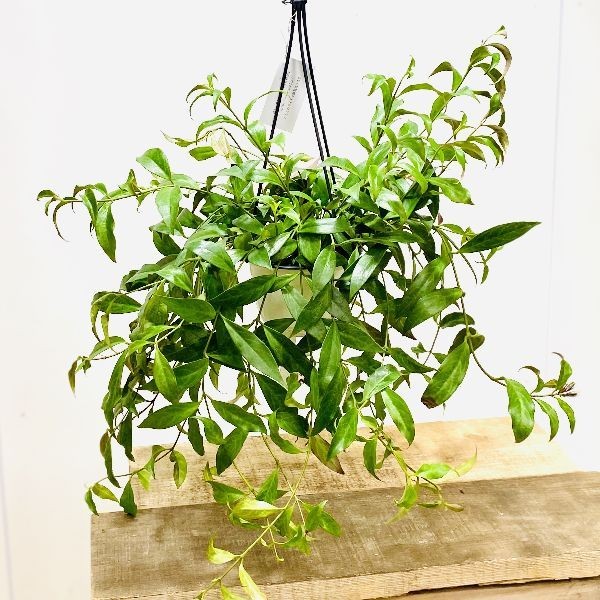 おしゃれ 観葉植物：エスキナンサス ブラックパゴダ*5号 吊り鉢 : f5716v : 遊恵盆栽 Yahoo!店 - 通販 - Yahoo!ショッピング