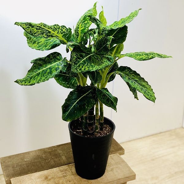 ディフェンバキアsp リビングサイズ‼️ おしゃれ 観葉植物：ディフェンバキア セグイネ リフレクタ