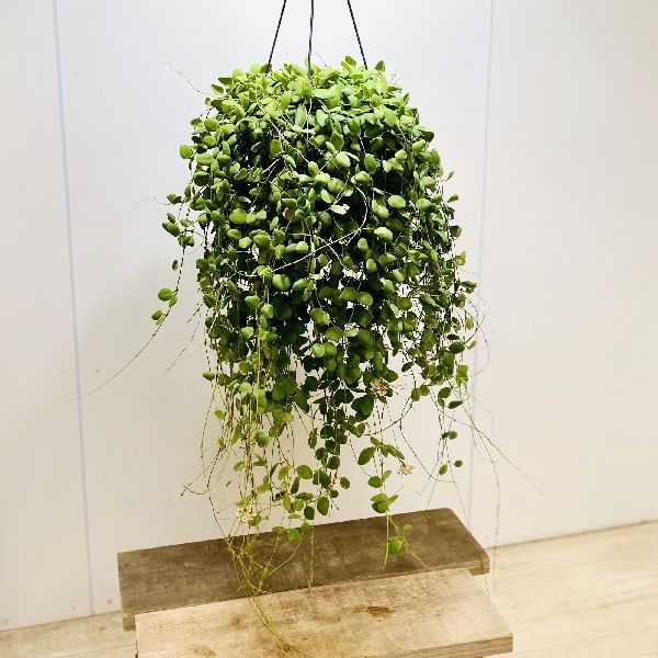 専用＊ Hoya マダラグリーンエッジ/スラウェシアナ アルボ 2026年最新