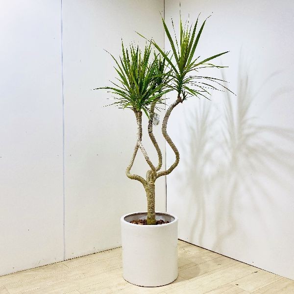 おしゃれ 観葉植物：ドラセナ コンシンネ*カゴグリーン 麻布 現品をお