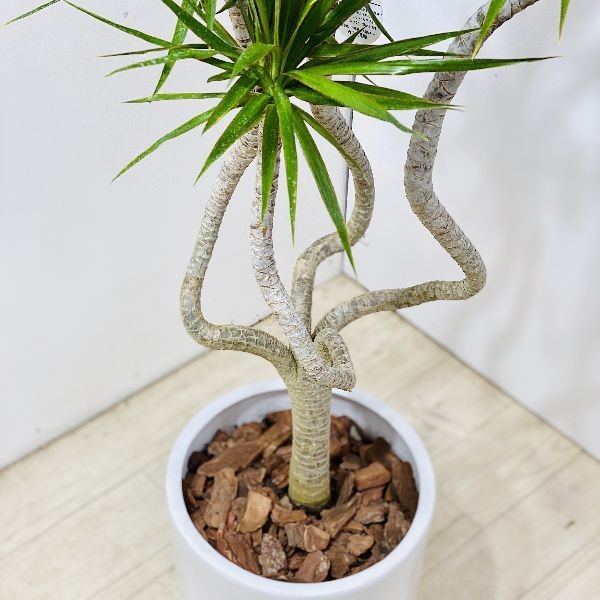 おしゃれ 観葉植物 ドラセナ コンシンネ 龍*陶器鉢 大型佐川便