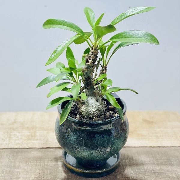 アリ植物 観葉植物：ミルメコディア ベッカリー*鉢植え 現品 : 遊恵