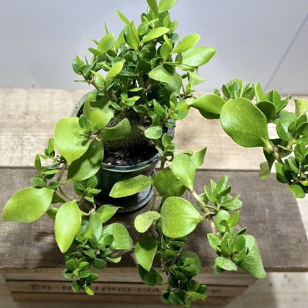 アリ植物ヒドノフィツムパプアナム 363336-2.jpg