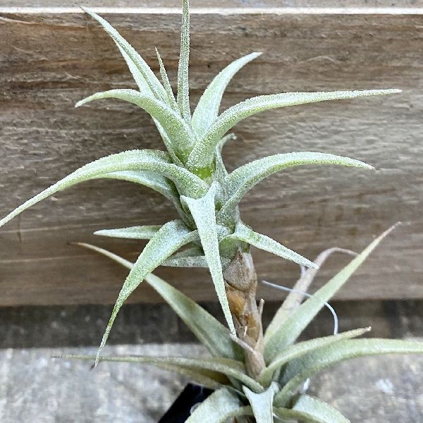 全国宅配無料 おしゃれ 観葉植物 エアープランツ チランジア ラティフォリア Tillandsia 超美品 Ignitegospelchoir Org