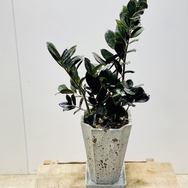 おしゃれ 観葉植物：金銭樹 ザミオクルカス レイバン*鉢植え 受皿付